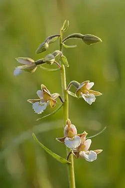 Épipactis des marais (E. palustris).