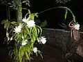 Aspect général en pleine floraison nocturne
