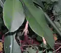Émergence des boutons de fleurs