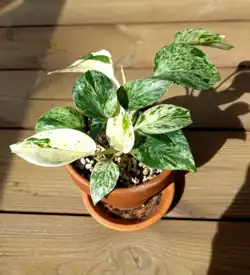 'Marble Queen'
