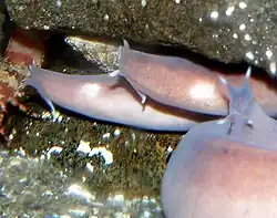 Eptatretus stoutii.