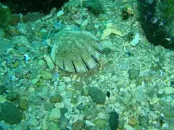 Equichlamys bifrons