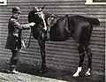 Photo en noir et blanc représentant un homme à pied tenant un cheval par la bride et lui faisant pratiquer une flexion de l'encolure, sa tête touchant ses flancs.
