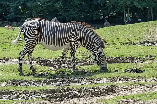 Equus grevyi