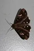 Ercheia pulchrivenula(Erebinae, Ercheiini)