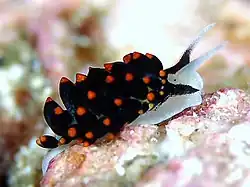 Ercolania boodleae