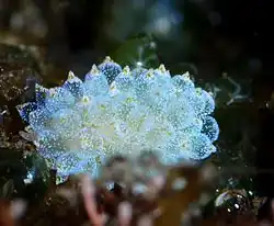 Ercolania coerulea
