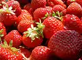 Fraise (Fragaria sp., Rosales, Rosaceae)
