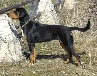 Chien courant de Transylvanie.