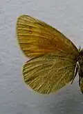 Erebia claudina  face inférieure