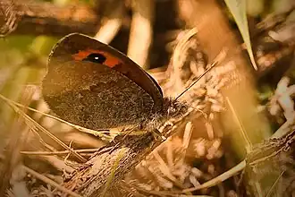 Description de l'image Erebia hispania.jpg.