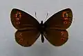 Erebia medusa ♂