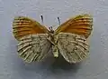 Erebia tyndarus  face inférieure