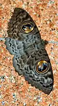 Erebus macrops(Erebinae, Erebini)