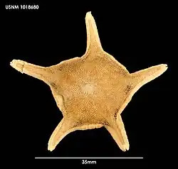 Eremicaster vicinus