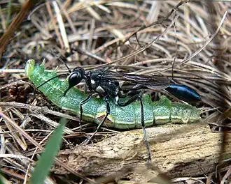 Description de l'image Eremnophila aureonotata.jpg.