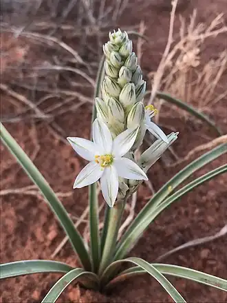 Description de l'image Eremocrinum albomarginatum 68644728.jpg.