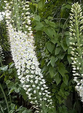 Description de l'image Eremurus olgae.jpg.