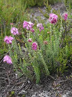 Bruyère à quatre angles(Erica tetralix)