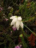 Variété à fleurs blanches