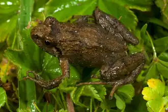 Description de l'image Ericabatrachus baleensis from Siu-Ting et al. BMC Evol Biol 2014.png.
