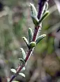Feuilles aux poils glanduleux protocarnivores