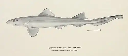 Eridacnis radcliffei, un Proscylliidae