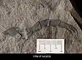 Patte d'Erieopterus microphthalmus montrant l'absence d'épines individuelles, remplacées par des projections pointues de l'exosquelette sur les derniers articles.