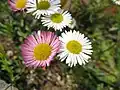 Erigeron karvinskianus(Sottotribù Conyzinae)
