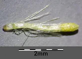 Fleuron