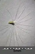 Akène avec pappus