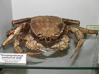 Description de l'image Erimacrus isenbeckii v.jpg.