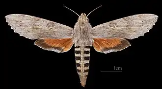 Erinnyis ello ♀ MHNT