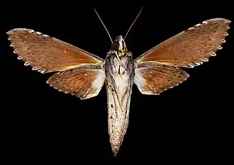 Erinnyis oenotrus♀ △ MHNT
