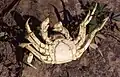 Femelle (plastron ventral en forme de U)