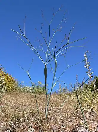 Description de l'image Eriogonum inflatum 1.jpg.