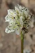 Inflorescence.