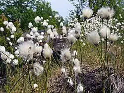 Linaigrette.