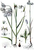Planche botanique 1 E. latifolium 2 E. gracile
