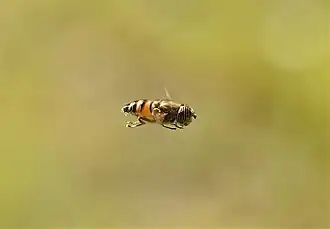 Spécimen en vol