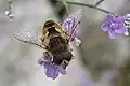 Eristalis arbustorum mâle