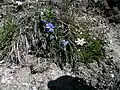 Eritrichium nanum au Gornergrat en Valais