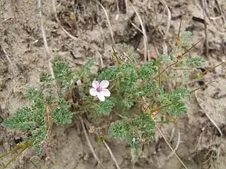Bec-de-cigogne des dunes (Erodium lebelii), dune du Perroquet, Bray-Dunes