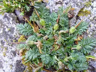 Erodium maritimum
