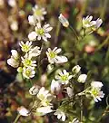 Inflorescence.