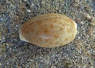 Naria cernica
