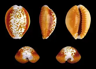 Naria helvola