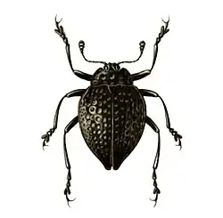 Erotylus spectrum