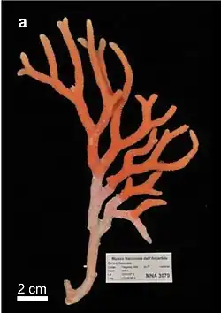 Errina fissurata