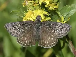 Erynnis persius
